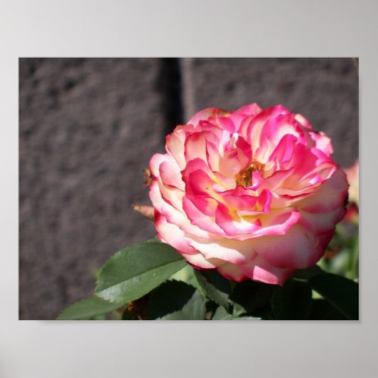 Sneeuwvuur roos poster (Voorkant)