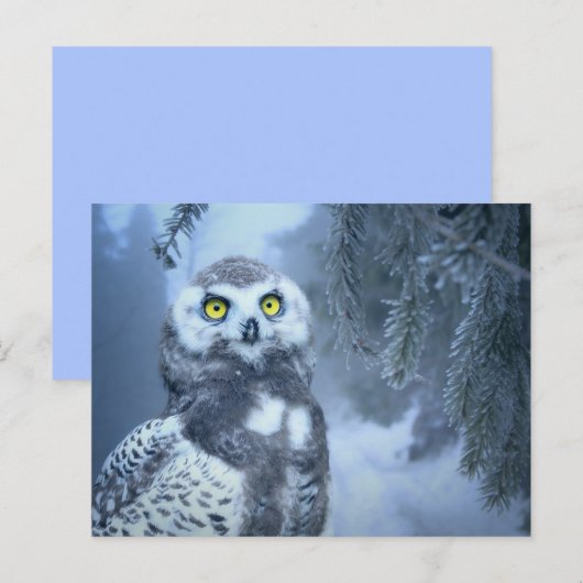 sneeuwwieg briefkaart (Voorkant / Achterkant)