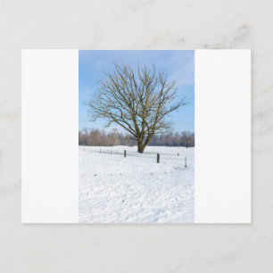 Sneeuwwinterlandschap met kale boom en blauwe luch briefkaart
