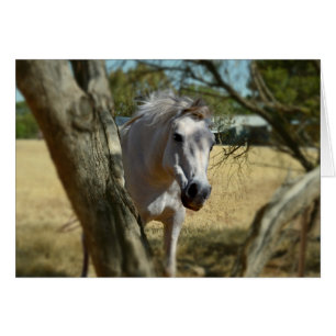 Sneeuwwit de paarden,_