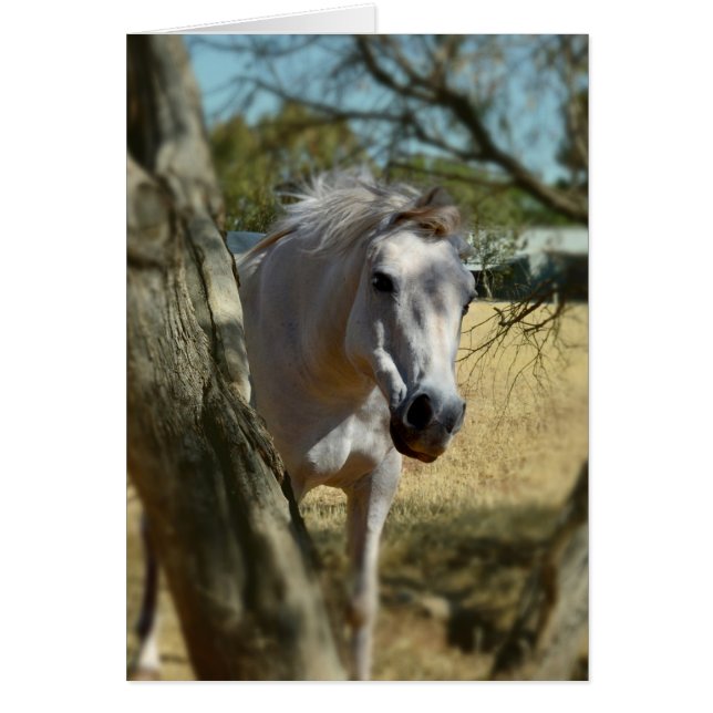 Sneeuwwit de paarden,_ (Voorkant)