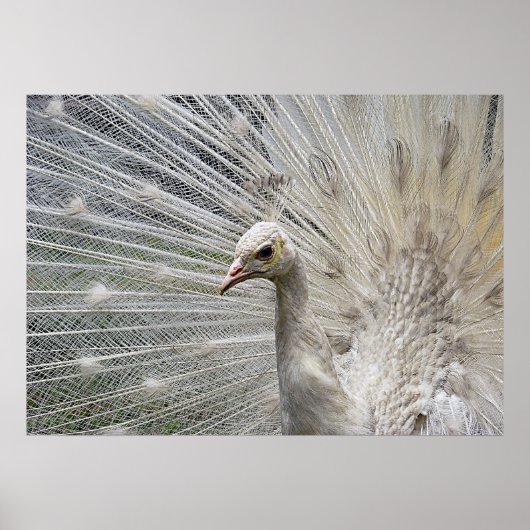 Sneeuwwit Poster (Voorkant)