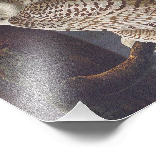 Sneeuwwitje uilen bij nacht Audubon  kunst Foto Afdruk (Hoek)