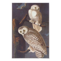 Sneeuwwitje uilen bij nacht Audubon kunst