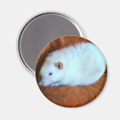 Sneeuwwitte Rat Magnet (Voorkant / Achterkant)