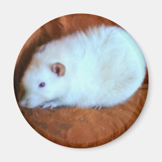 Sneeuwwitte Rat Magnet (Voorkant)