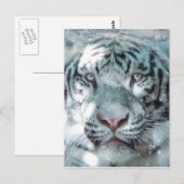 Sneeuwwittijger Briefkaart (Voorkant / Achterkant)