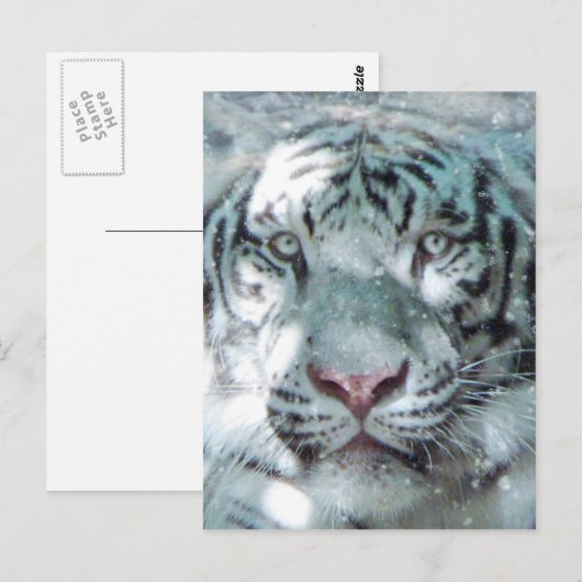 Sneeuwwittijger Briefkaart (Voorkant / Achterkant)