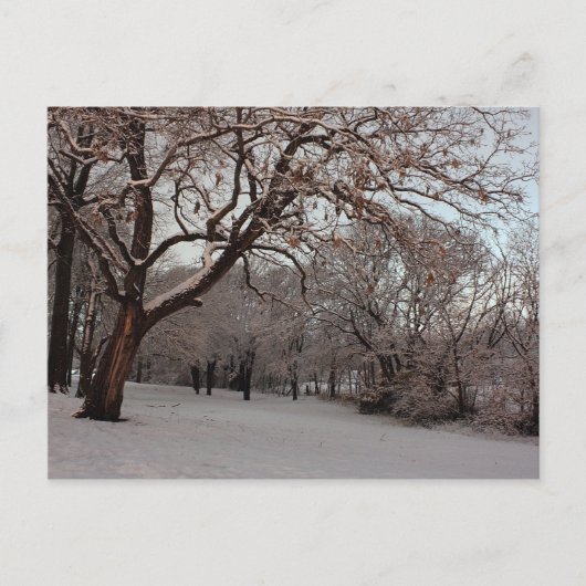Sneeuwy Bossen briefkaart (Voorkant)