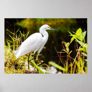 Sneeuwzilverreiger van de Everglades Poster