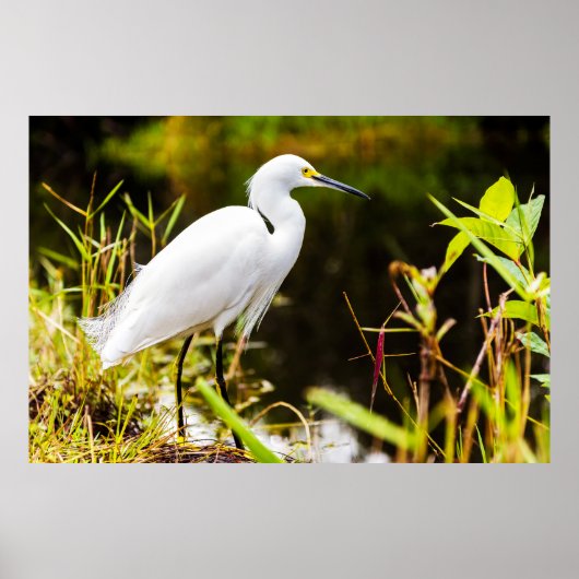 Sneeuwzilverreiger van de Everglades Poster (Voorkant)
