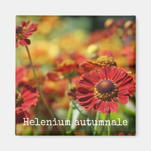 Sneezeweed Botanisch Magnet