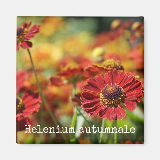 Sneezeweed Botanische Magneet (Voorkant)