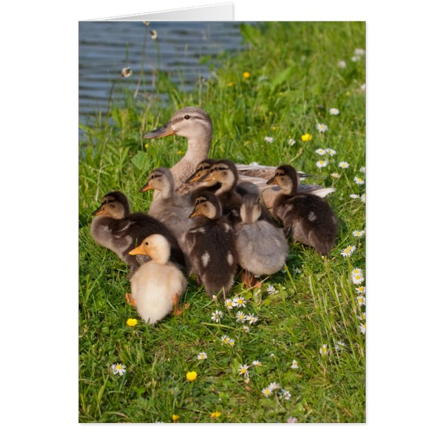 Snel ducklings (Voorkant)