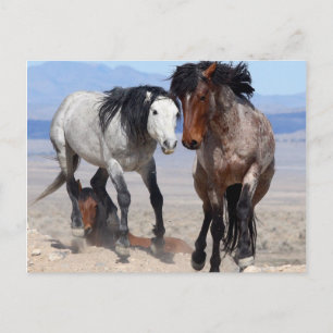 Snel en bondig Briefkaart