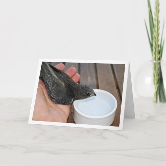 Snel vogeltje dat uit een kom drinkt kaart (Voorkant)