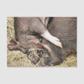 SNELHEIDSVARKENS TISSUEPAPIER (Voorkant)