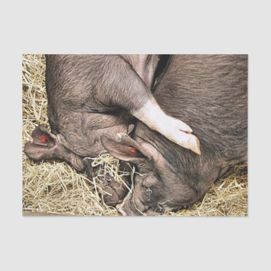 SNELHEIDSVARKENS TISSUEPAPIER (Voorkant)