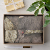 SNELHEIDSVARKENS TISSUEPAPIER (Geschenk)