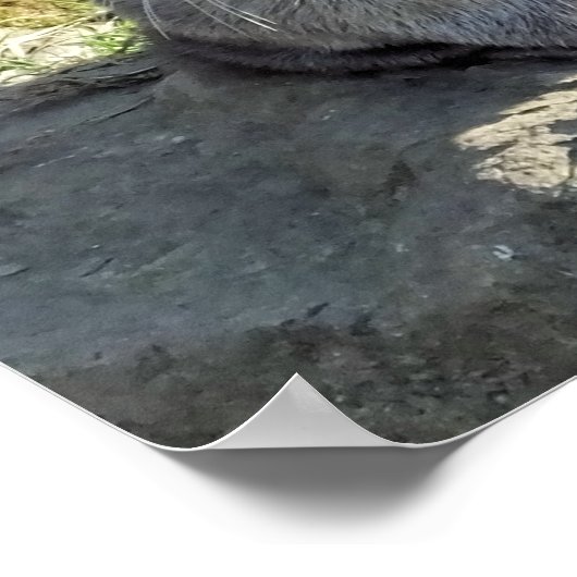 SNELLE OTTER POSTER (Hoek)