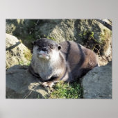 SNELLE OTTER POSTER (Voorkant)