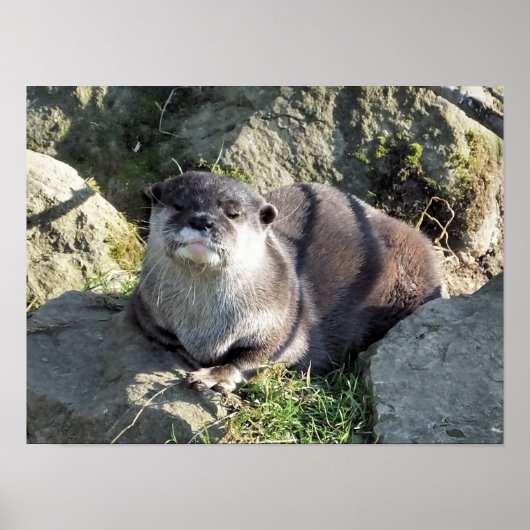 SNELLE OTTER POSTER (Voorkant)