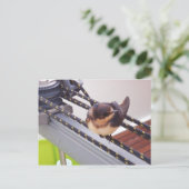 Snelle trek per jacht briefkaart (Staand voorkant)