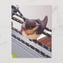 Snelle trek per jacht briefkaart