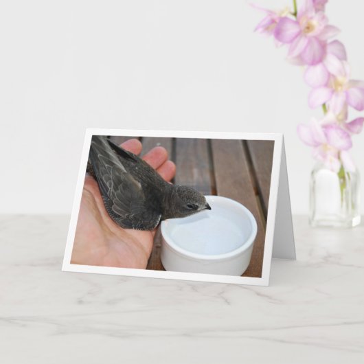 Snelle vogel drinkend uit kom kaart (Orchidee)