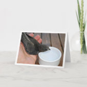 Snelle vogel drinkend uit kom kaart (Voorkant)