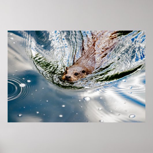 SNELLE ZEEVERZEGELING POSTER (Voorkant)