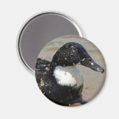 Sneller de eend magneet (Voorkant / Achterkant)