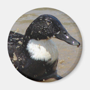 Sneller de eend magneet