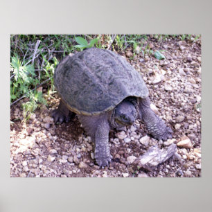 Snellere schildpad 1 poster