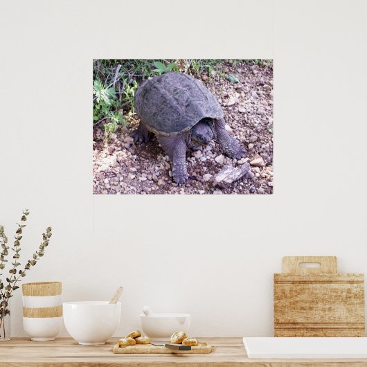 Snellere schildpad 1 poster (Keuken)