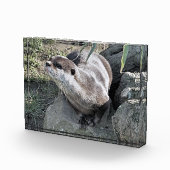 SNETTER FOTOBLOKKEN (Rechts)