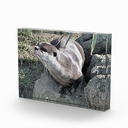 SNETTER FOTOBLOKKEN (Rechts)