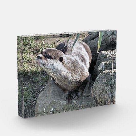 SNETTER FOTOBLOKKEN (Links)