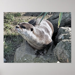 SNETTER POSTER