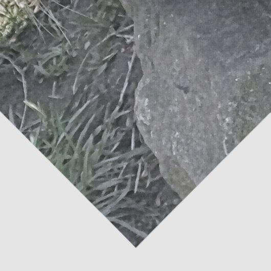 SNETTER TISSUEPAPIER (Detail)