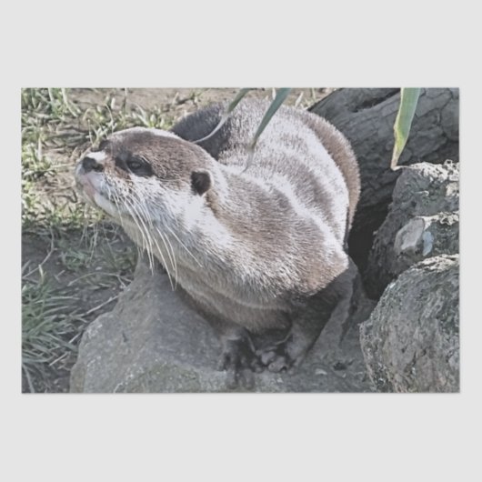 SNETTER TISSUEPAPIER (Voorkant)