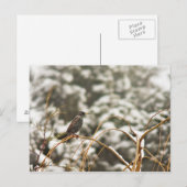Sneupvogels in de sneeuw briefkaart (Voorkant / Achterkant)