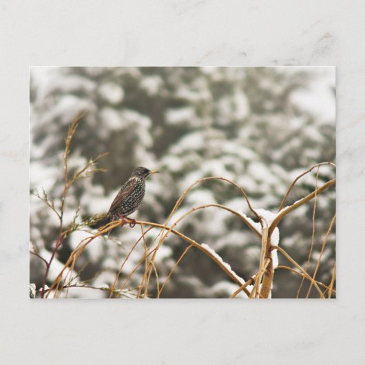 Sneupvogels in de sneeuw briefkaart (Voorkant)