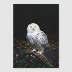 Sneusuil voor de winter