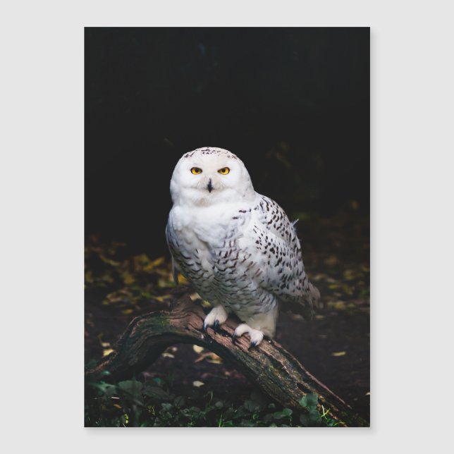 Sneusuil voor de winter (Voorkant)