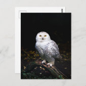 Sneusuil voor de winter briefkaart (Voorkant / Achterkant)