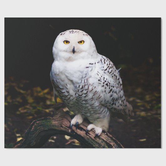 Sneusuil voor de winter cadeaupapier (Vlak)