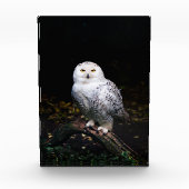 Sneusuil voor de winter fotoblokken (Voorkant)