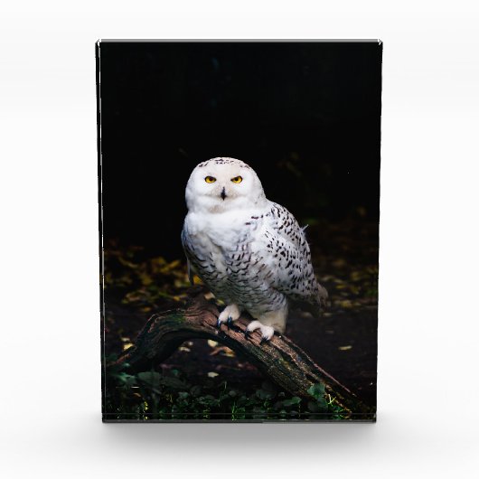 Sneusuil voor de winter fotoblokken (Voorkant)