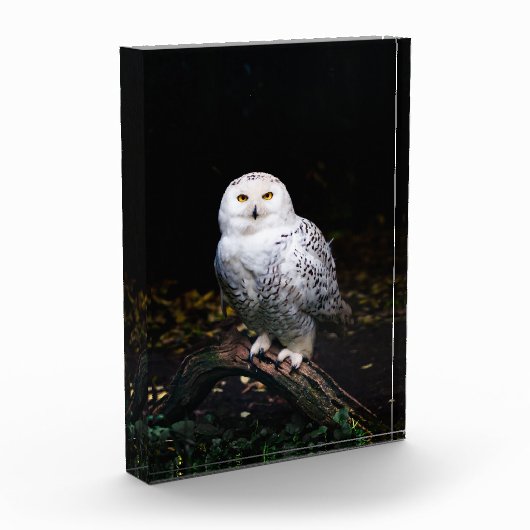 Sneusuil voor de winter fotoblokken (Links)